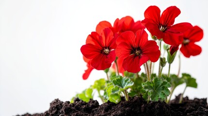 Close up of a vibrant red geranium flower in a soil box, showcasing the beauty of red geraniums against a clean white background, emphasizing the rich color of the red geranium petals.