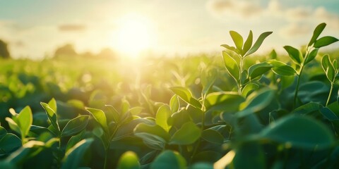 Vibrant agricultural soy plantation thriving under the sun, showcasing green soybeans plants flourishing in the sunlight of a clear, bright day. Experience the beauty of agricultural soy growth.