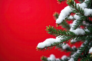 Obraz premium Snowy fir branches against a bright red empty background, bare tree, snowy