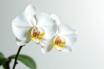 Delicate white blooms on a Phalaenopsis moth orchid, orchid, white, background