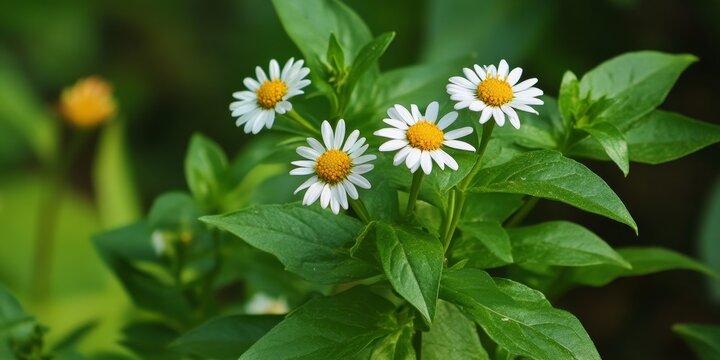 White head plant, also known as False daisy, is an herbal remedy often referred to as Yerba De Tajo. This Eclipta plant Eclipta prostrata is valued for its numerous herbal properties.