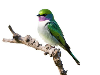 Fototapeta premium a bird on a branch