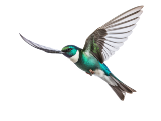 a bird flying in the air