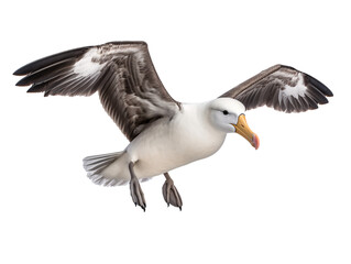 a bird flying with its wings spread