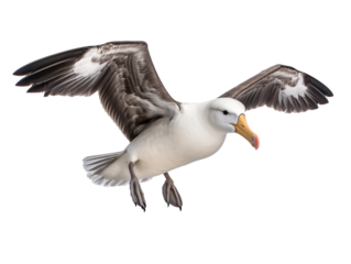 a bird flying with its wings spread