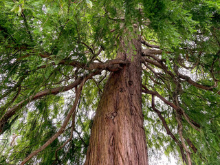 Fototapeta premium Beautiful tree with green leaves growing outdoors, low angle view