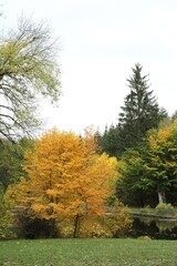 Naklejka premium Beautiful trees near pond in park. Picturesque autumn landscape