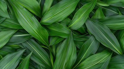 Lush Green Foliage Background Tropical Plant Leaves Texture