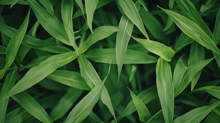 Obraz premium Lush Green Cornfield Leaves Farmland Nature Background