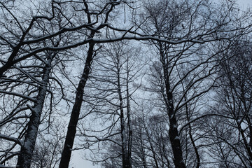 Winter forest landscape. Snow-covered trees backgrounded gray sky. Fairytale cloudy background for publication, poster, calendar, post, screensaver, wallpaper, cover, website. High quality photo
