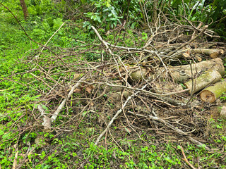 Tree Trunk with Visible Growth Rings Lying on the Ground at a Lumberyard