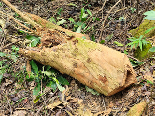 Discarded Logs on the Ground in a Lumber Mill