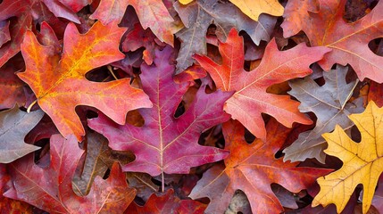 Vibrant Autumn Leaves A Colorful Fall Foliage Background