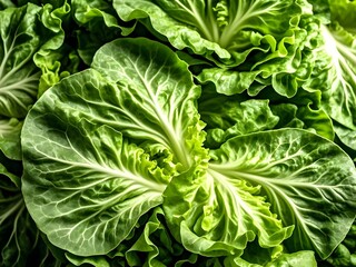 Fototapeta premium Close-up of Fresh Green Lettuce Leaves