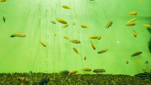 A school of fish in the Pearl Gurami aquarium, lives in the reservoirs of Malaysia and Indonesia. Feeds on insects, background