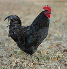 Colorful Australorp chicken rooster