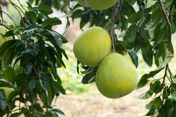 Grapefruit fruit on the branch