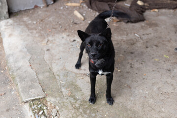 Black hair of the soil dog