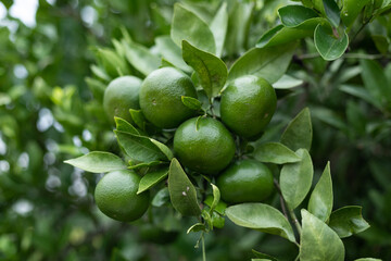 Green orange fruit in the orchard