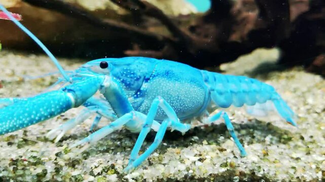 blue Cuban crayfish in the aquarium of the oceanarium, feeding on algae, close-up
