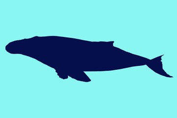 illustration of a whale