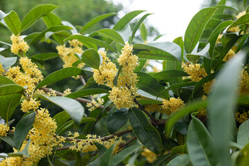 Osmanthus plants in full bloom