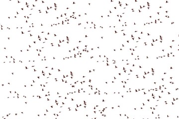 drops of rain