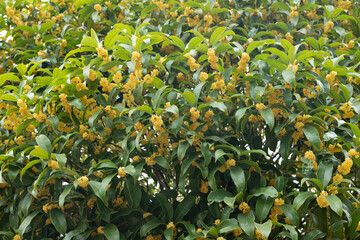 Osmanthus plants in full bloom