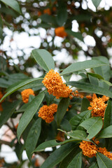 Osmanthus plants in full bloom