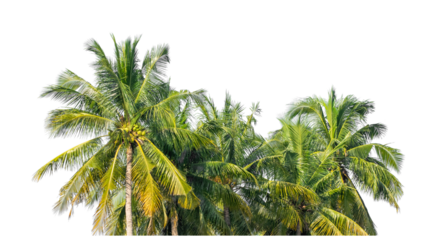 Group of coconut trees on transparent background with clipping path and alpha channel.