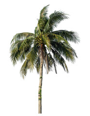 Obraz premium Coconut tree on transparent background with clipping path and alpha channel..