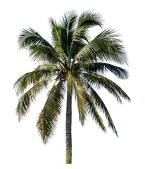 Coconut tree on transparent background with clipping path and alpha channel..