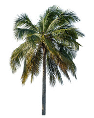 Coconut tree on transparent background with clipping path and alpha channel..