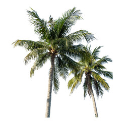 Coconut trees on transparent background with clipping path and alpha channel..