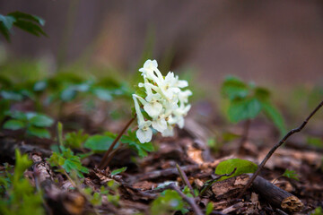 The first spring flowers in a forest clearing