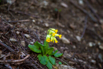The first spring flowers in a forest clearing