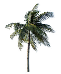 Obraz premium Coconut tree on transparent background with clipping path and alpha channel..
