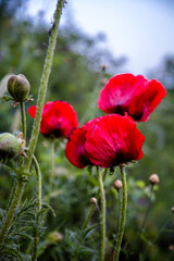Obraz premium Red poppies on a green meadow. Plants from the Red Book