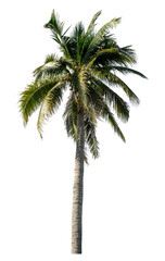 Obraz premium Coconut tree on transparent background with clipping path and alpha channel..