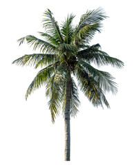 Coconut tree on transparent background with clipping path and alpha channel..