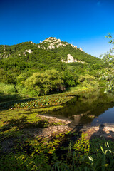 Obraz premium Picturesque lake with water lilies in a green forest