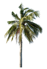 Coconut tree on transparent background with clipping path and alpha channel..