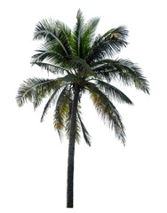 Coconut tree on transparent background with clipping path and alpha channel..