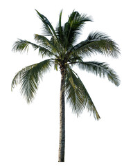 Coconut tree on transparent background with clipping path and alpha channel..