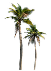 Coconut trees on transparent background with clipping path and alpha channel..