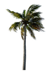 Obraz premium Coconut tree on transparent background with clipping path and alpha channel..