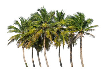 Group of coconut trees on transparent background with clipping path and alpha channel..