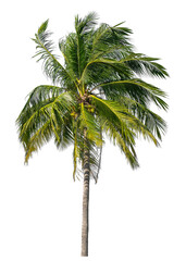 Fototapeta premium Coconut tree on transparent background with clipping path and alpha channel..