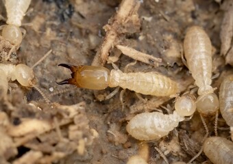 Close-Up of Eastern Subterranean Soldier Termite in Natural Habitat