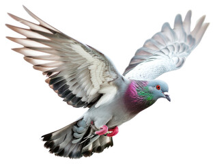 Obraz premium PNG Flying pigeon bird photography graceful.